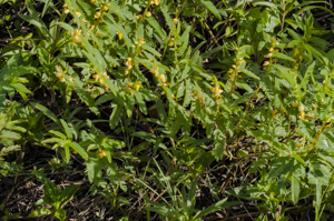 Sensitive Pea - Chamaecrista nictitans plant